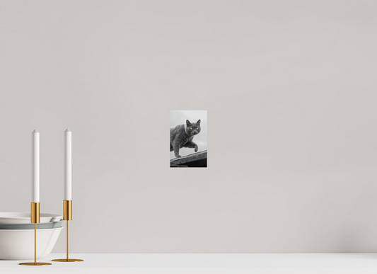 Grijze Kat Print | Kleurenspat Wanddecoratie Foto (Print On Fuji Crystal DP II)