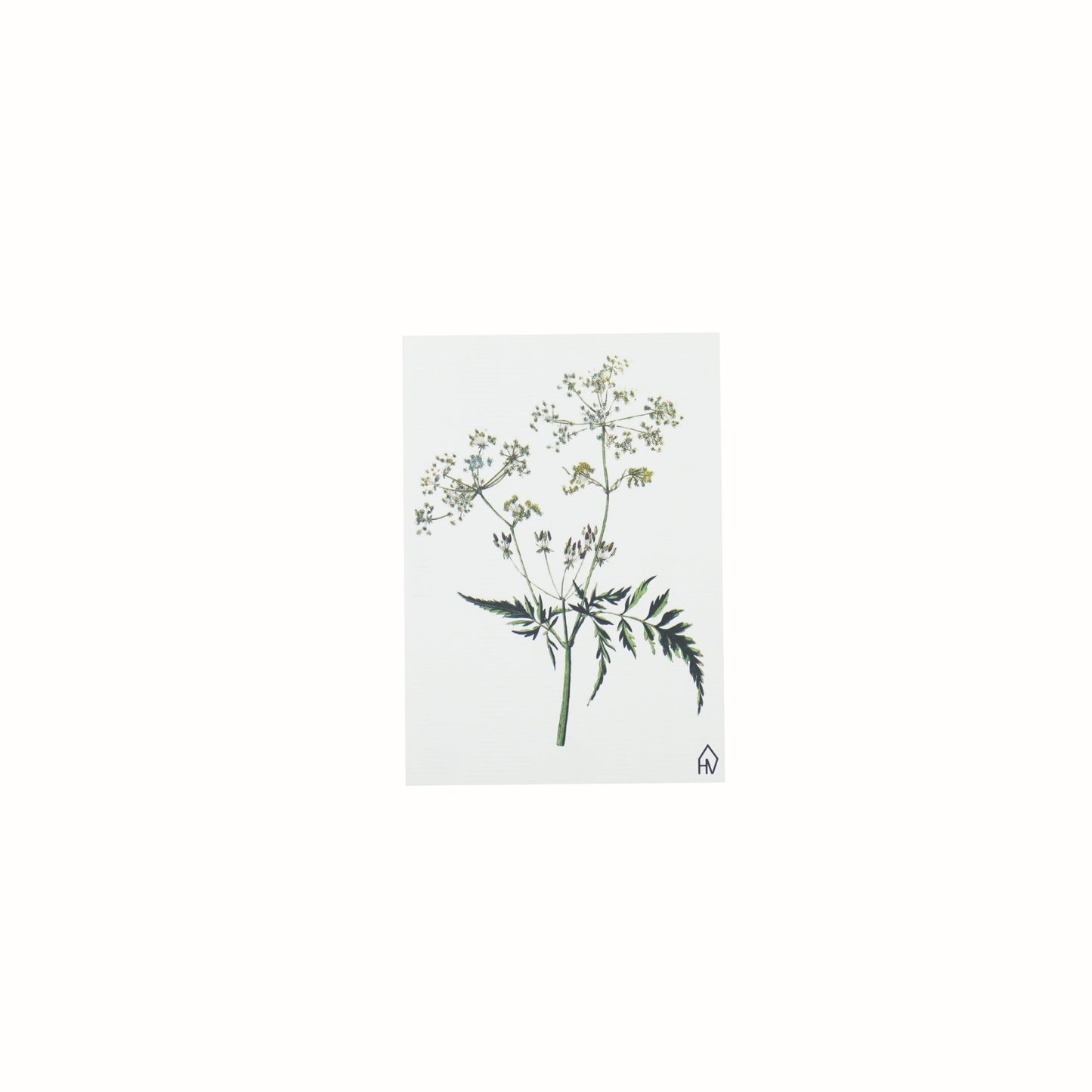 Ansichtkaart - Fluitekruid - Papier - Set van 5 - A6