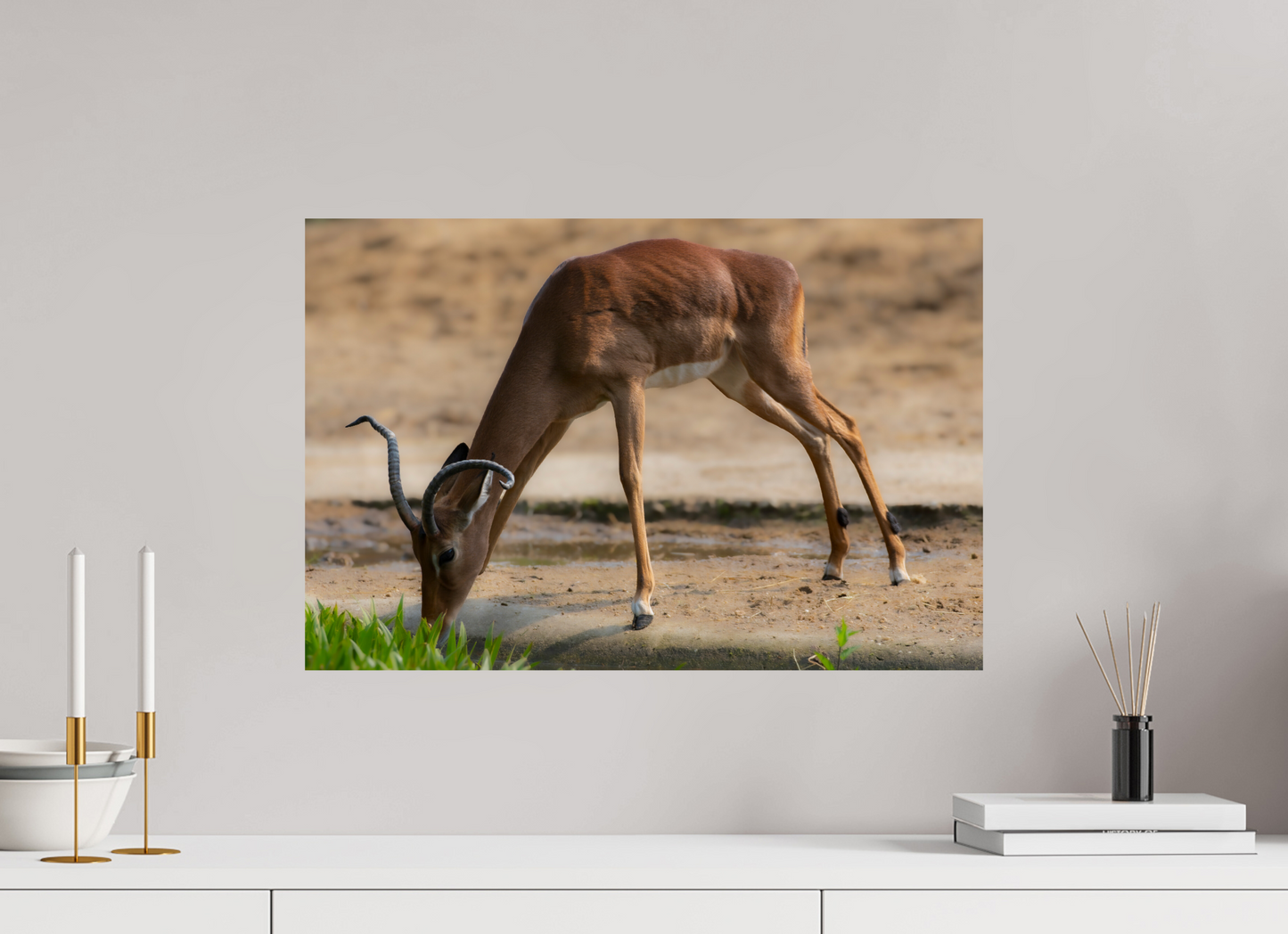Impala aan het water (Photo Print On Fuji Crystal DP II)