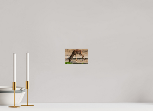 Impala aan het water (Photo Print On Fuji Crystal DP II)