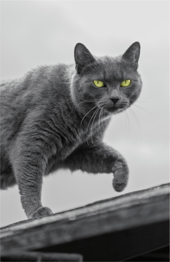 Grijze Kat Print | Kleurenspat Wanddecoratie Foto (Print On Fuji Crystal DP II)