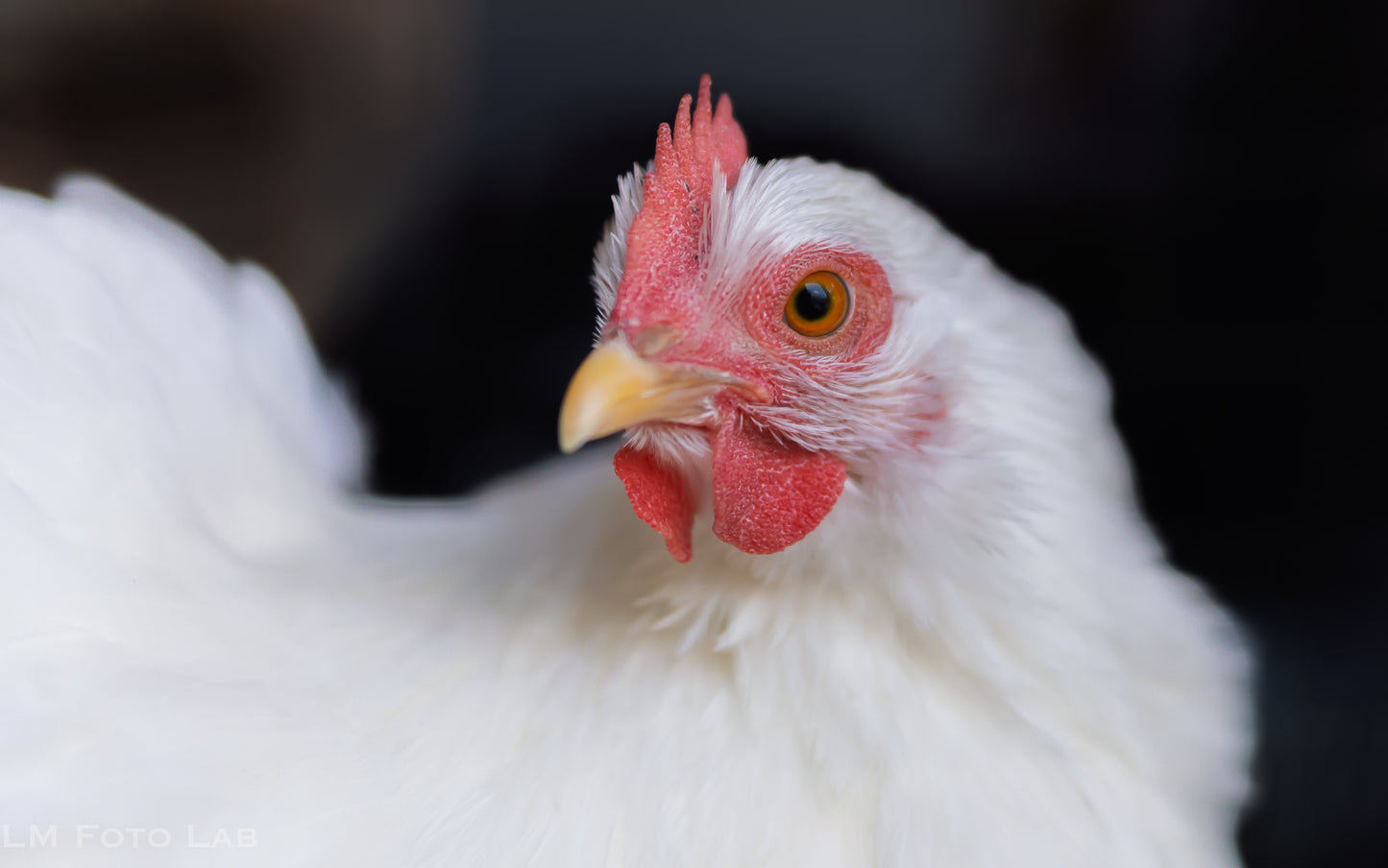 Huisdieren Fotografie