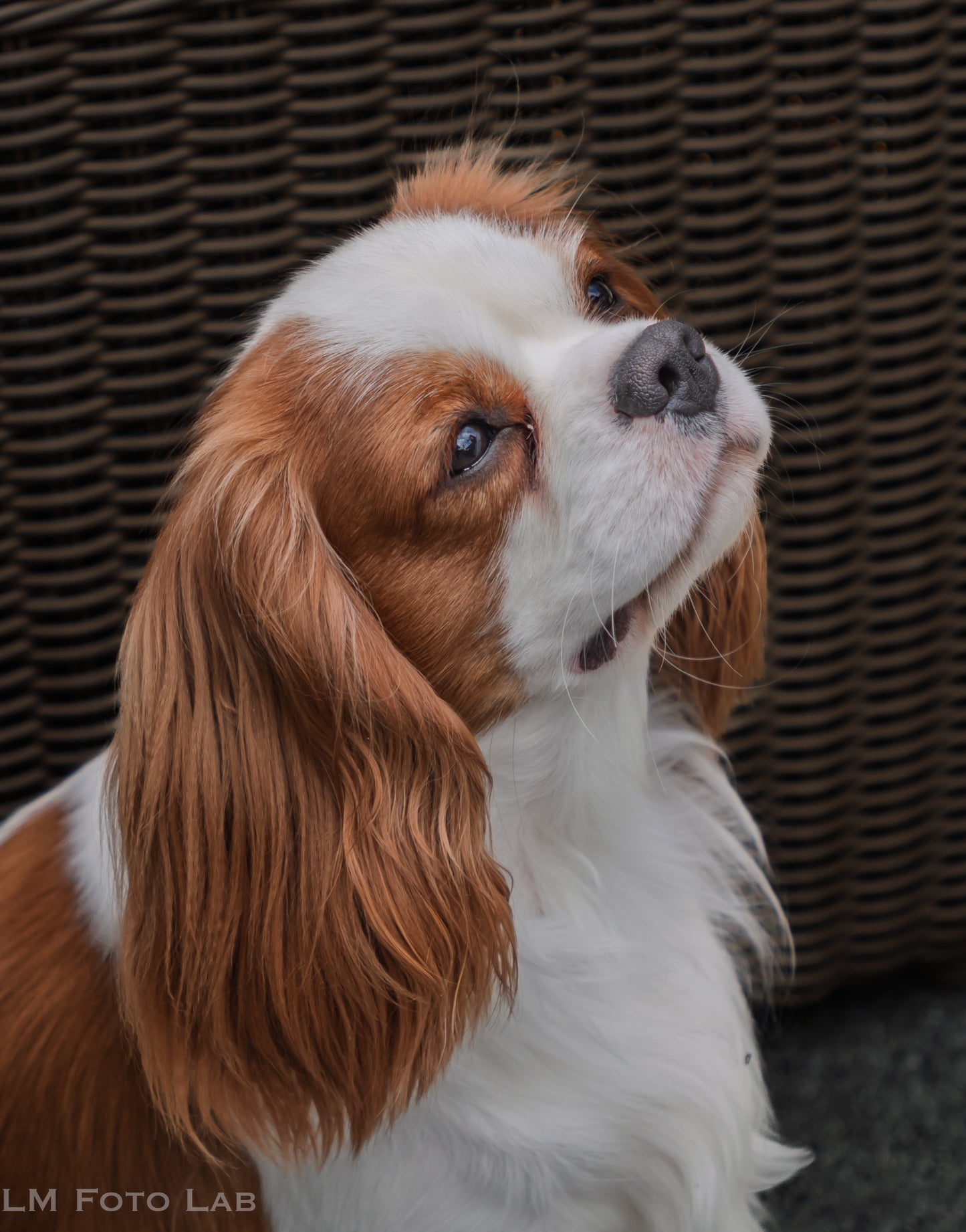 Huisdieren Fotografie