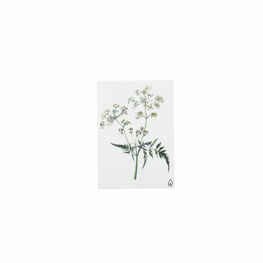 Ansichtkaart - Fluitekruid - Papier - Set van 5 - A6