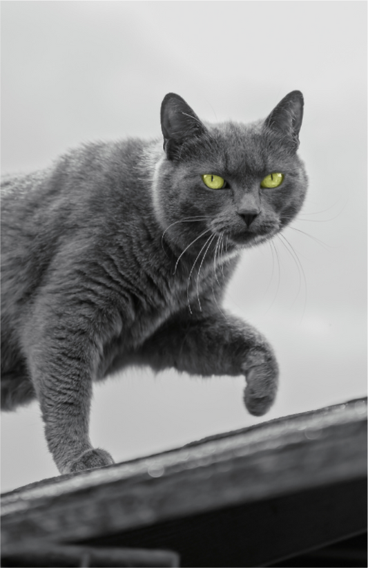 Grijze Kat Print | Kleurenspat Wanddecoratie Foto (Print On Fuji Crystal DP II)