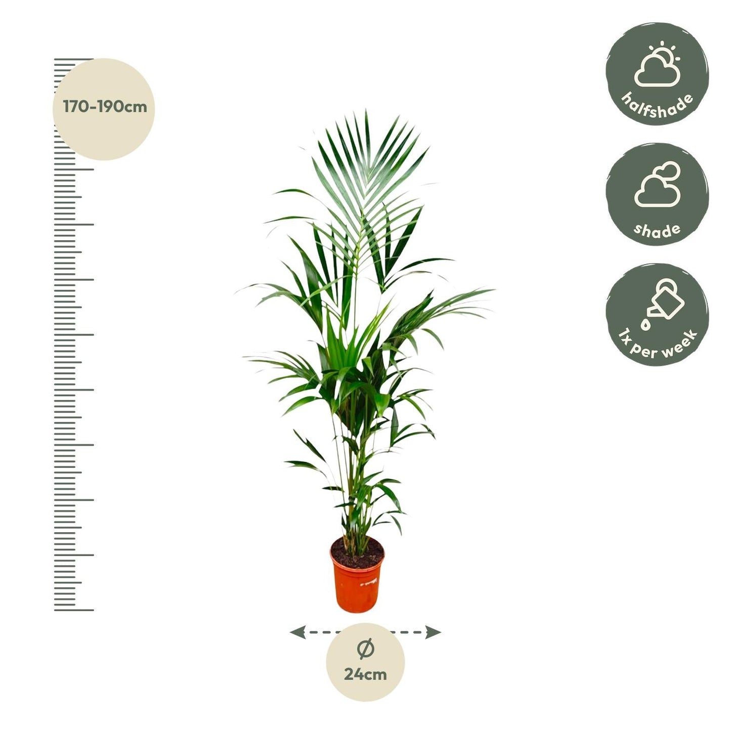 Kentia palm - 180cm - ø24