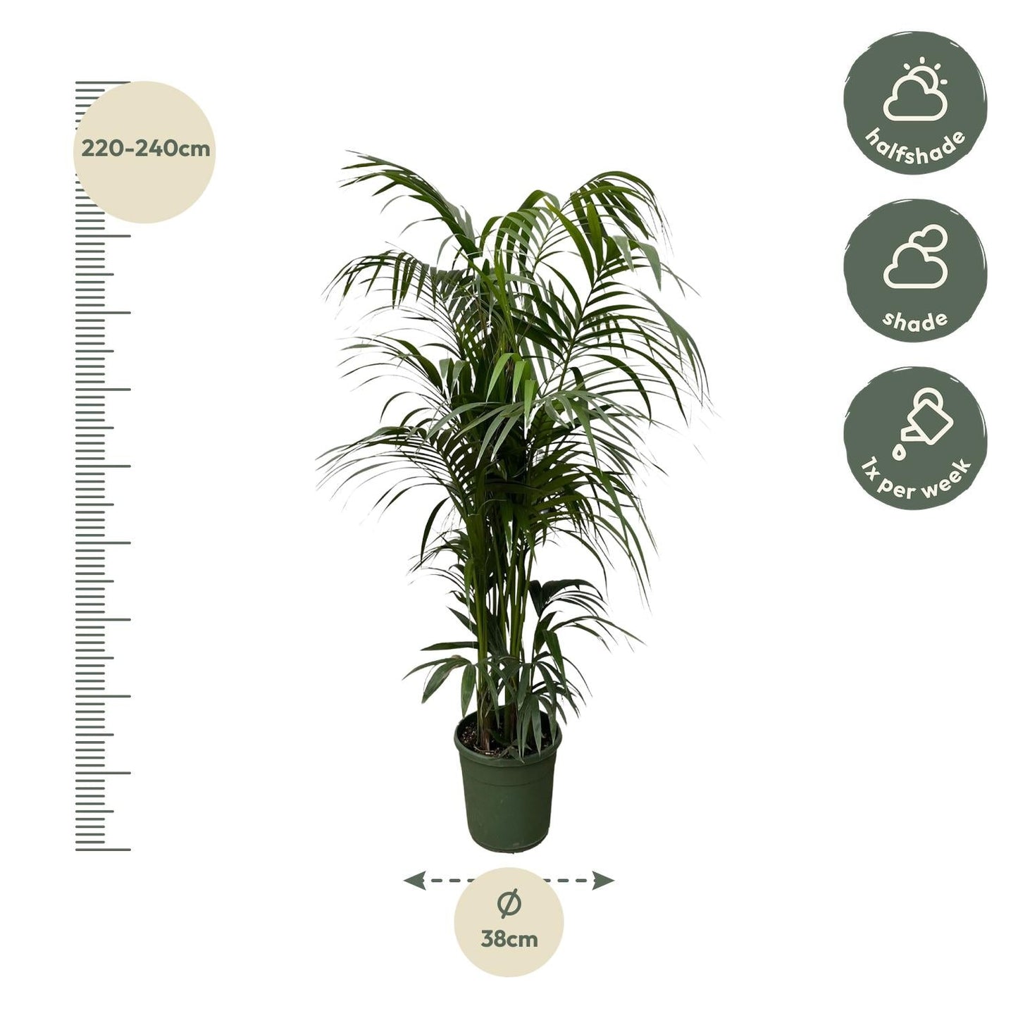 Kentia palm - 230cm - ø38