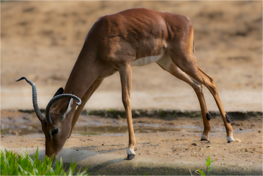 Impala aan het water (Photo Print On Fuji Crystal DP II)