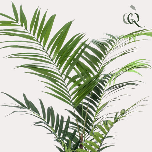Kunstplant -Kentiapalm - 210cm