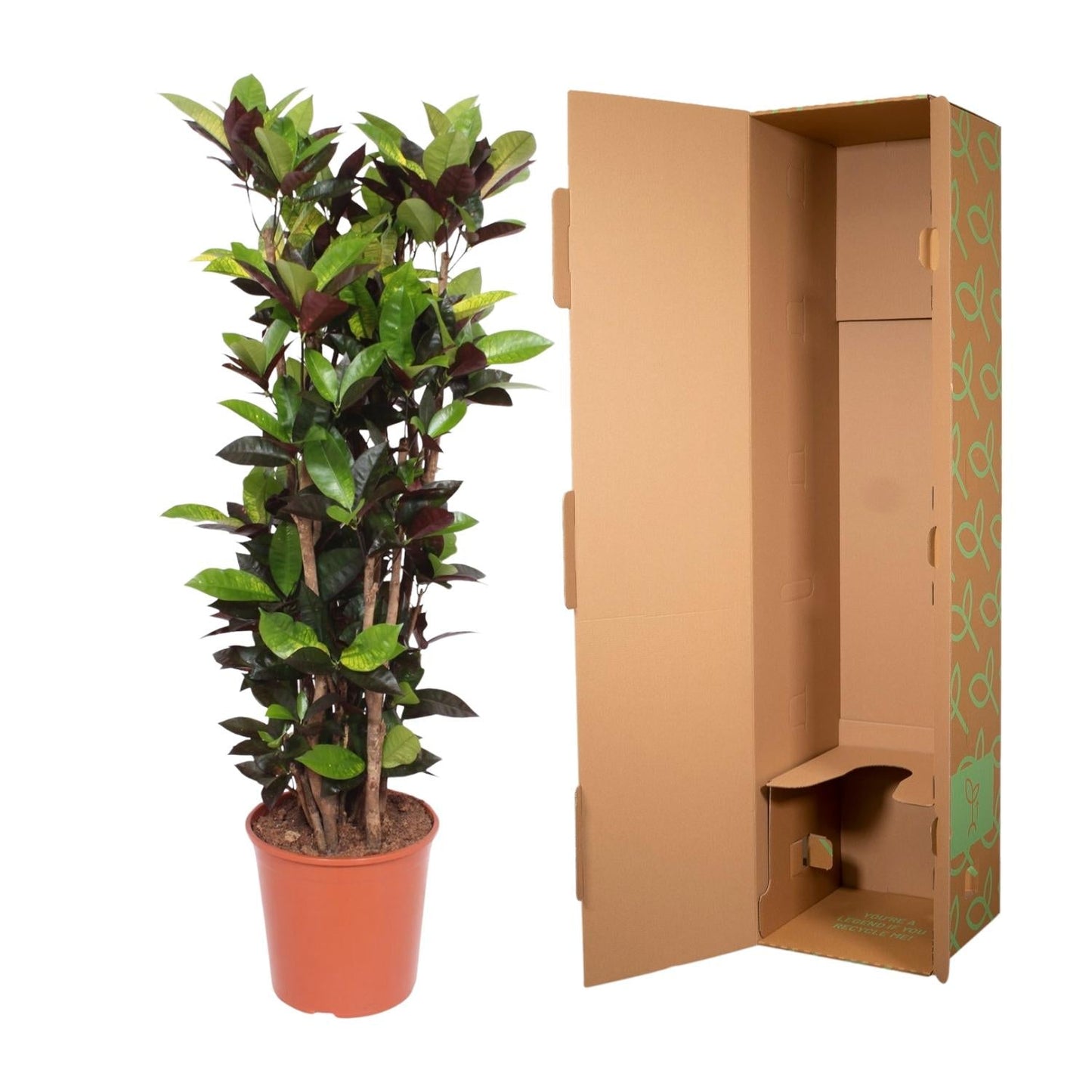 Codiaeum Iceton 190 cm - ø45