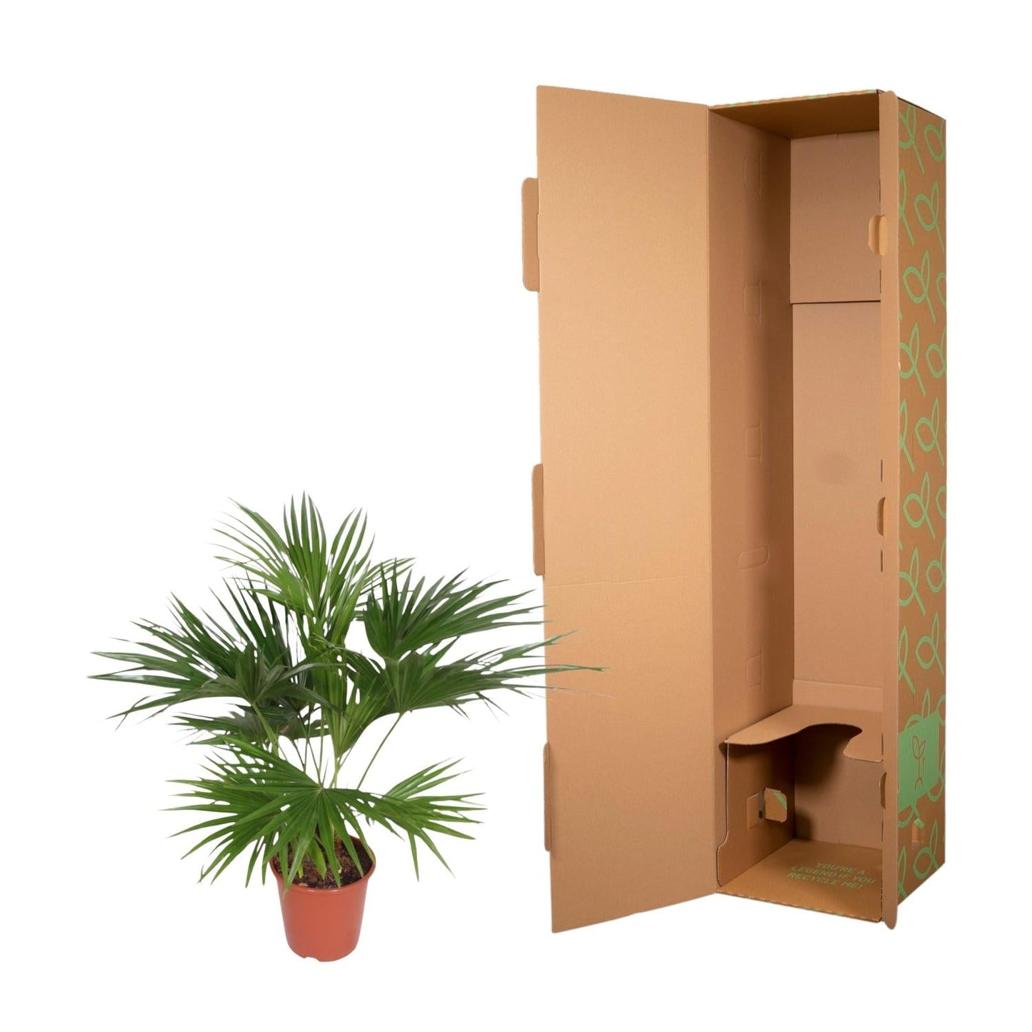 Livistona Chinensis - 150cm - ø24