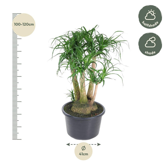 Beaucarnea vertakt - 110cm - ø41