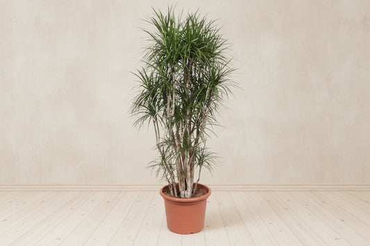 Dracaena Marginata vertakt - 220cm - ø40