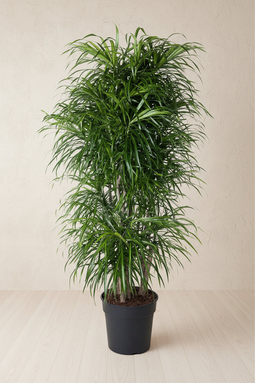 Dracaena Anita vertakt - 160 cm - ø34