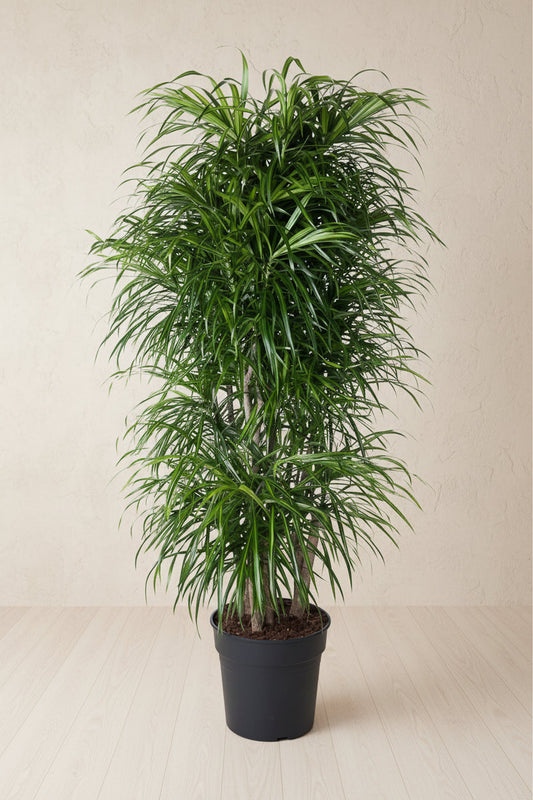 Dracaena Anita vertakt - 160 cm - ø34