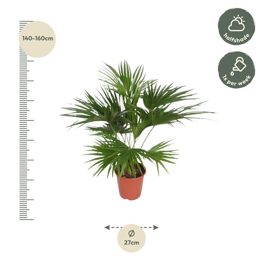 Livistona Chinensis - 150cm - ø24
