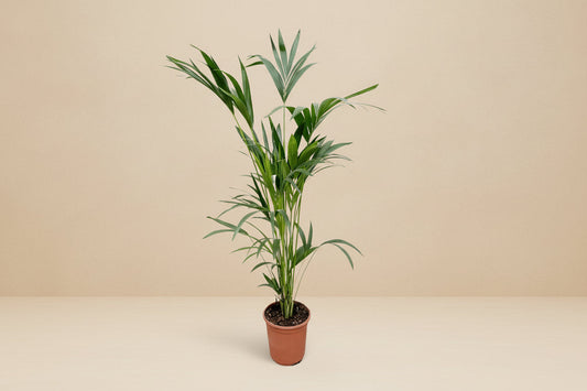 Kentia palm - 160cm - ø24