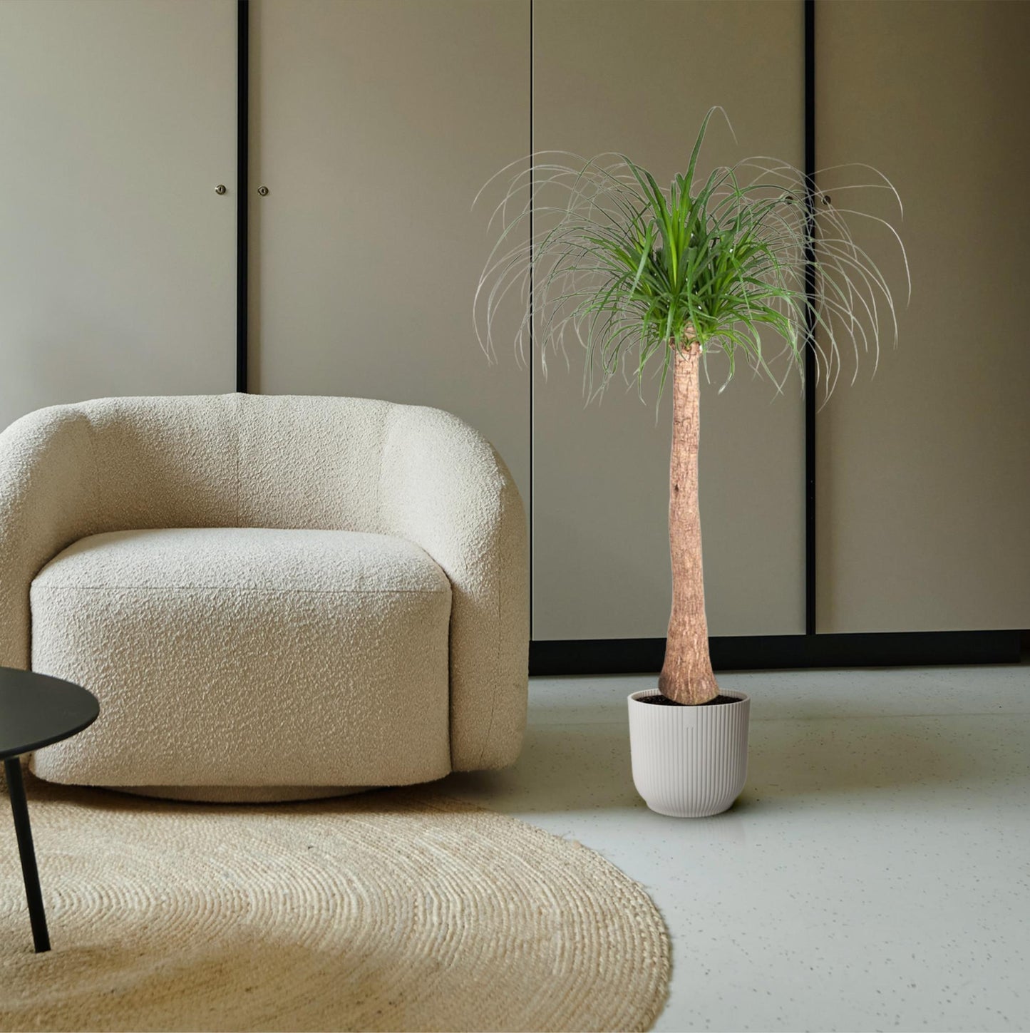 Beaucarnea stam - 120cm - ø32