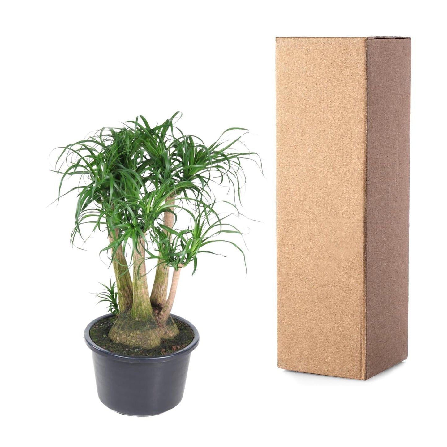 Beaucarnea vertakt - 110cm - ø41