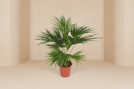 Livistona Chinensis - 150cm - ø24