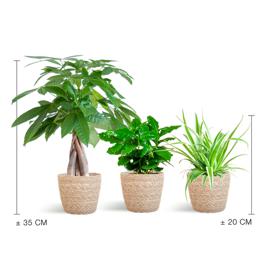 Diervriendelijke Plantenbox met mand