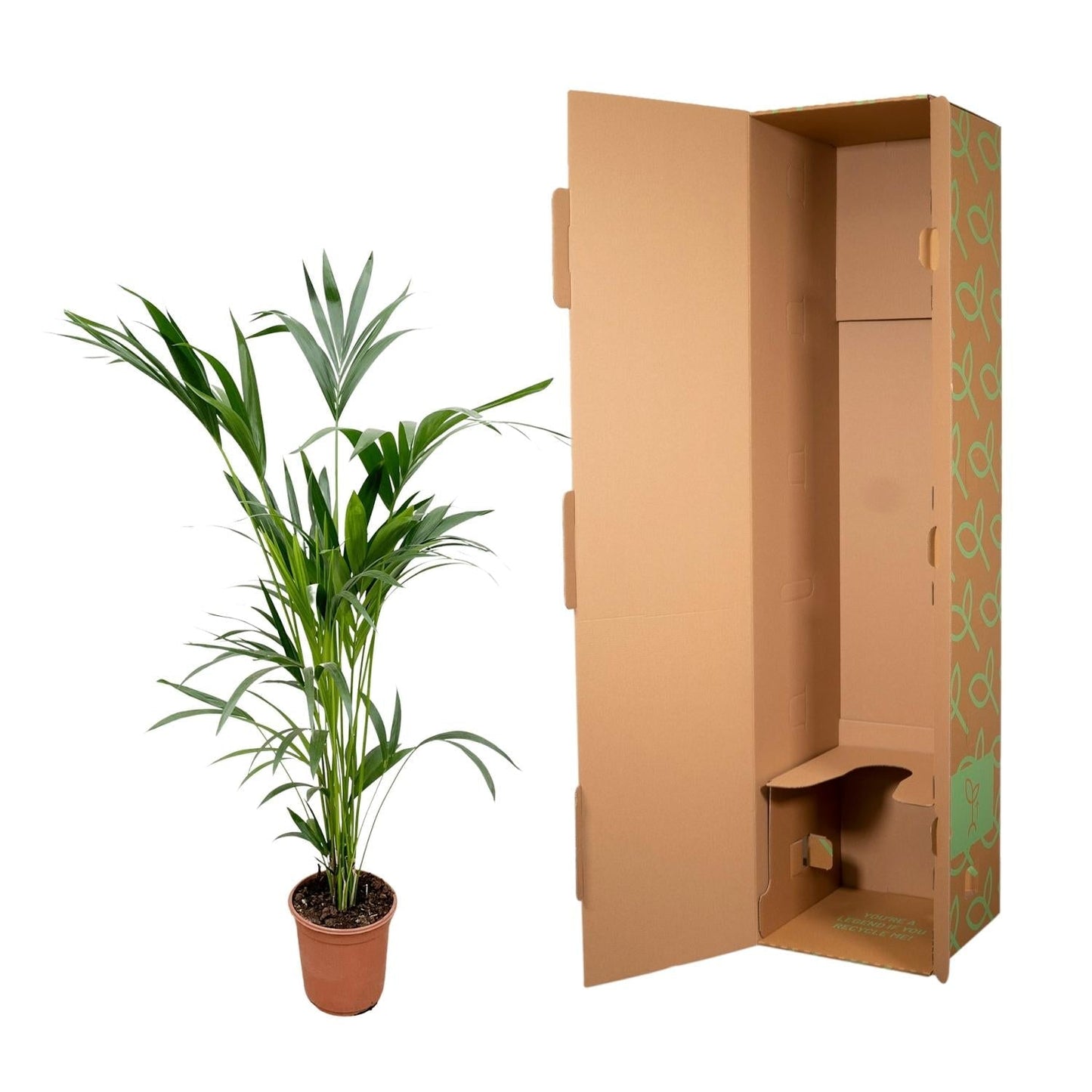 Kentia palm - 160cm - ø24