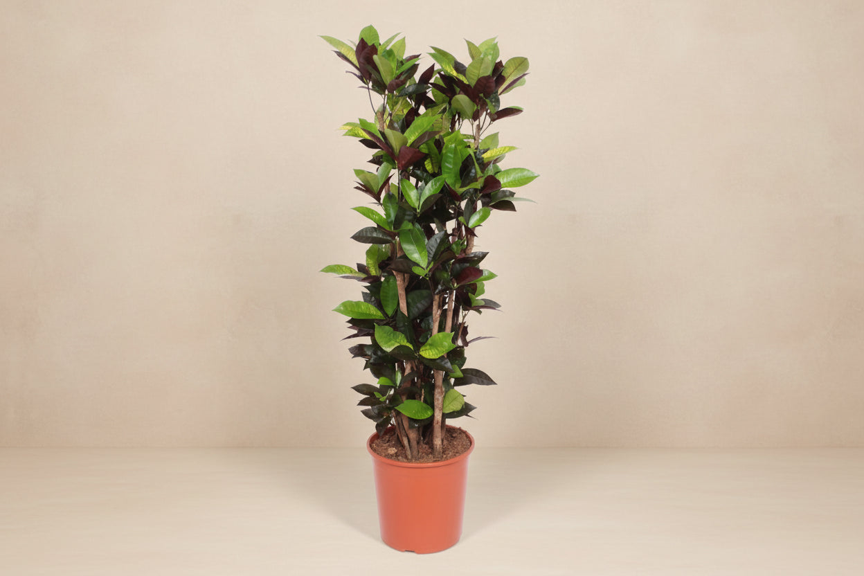 Codiaeum Iceton 190 cm - ø45