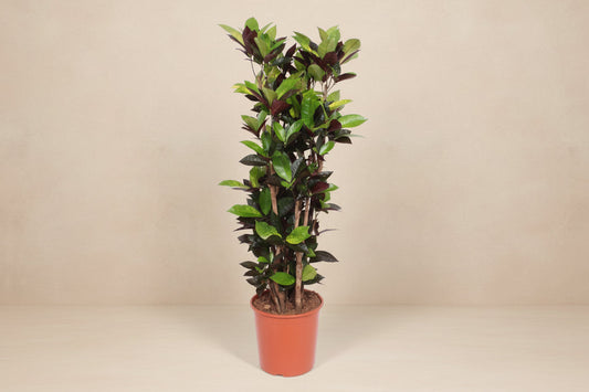 Codiaeum Iceton 190 cm - ø45
