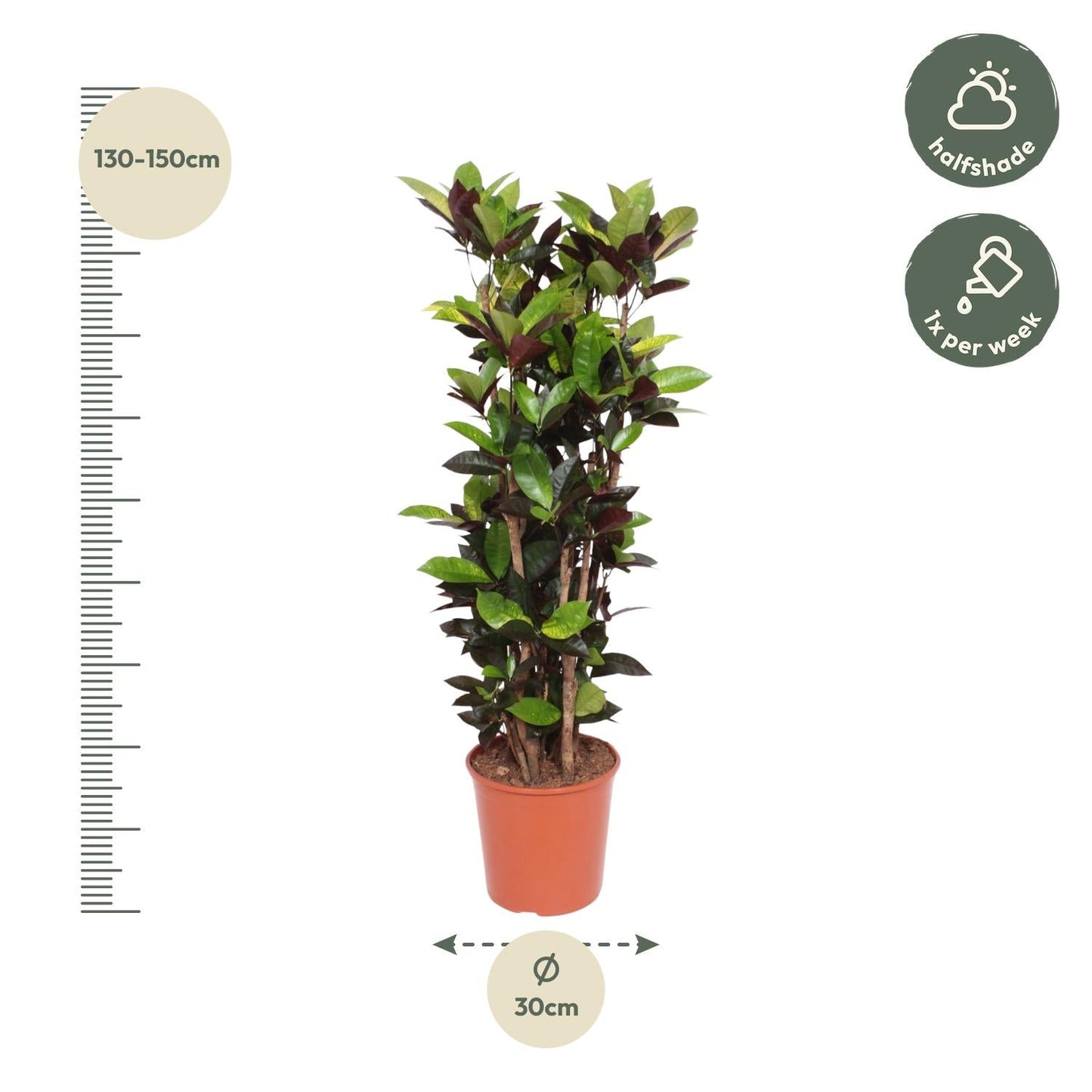 Codiaeum Iceton 190 cm - ø45