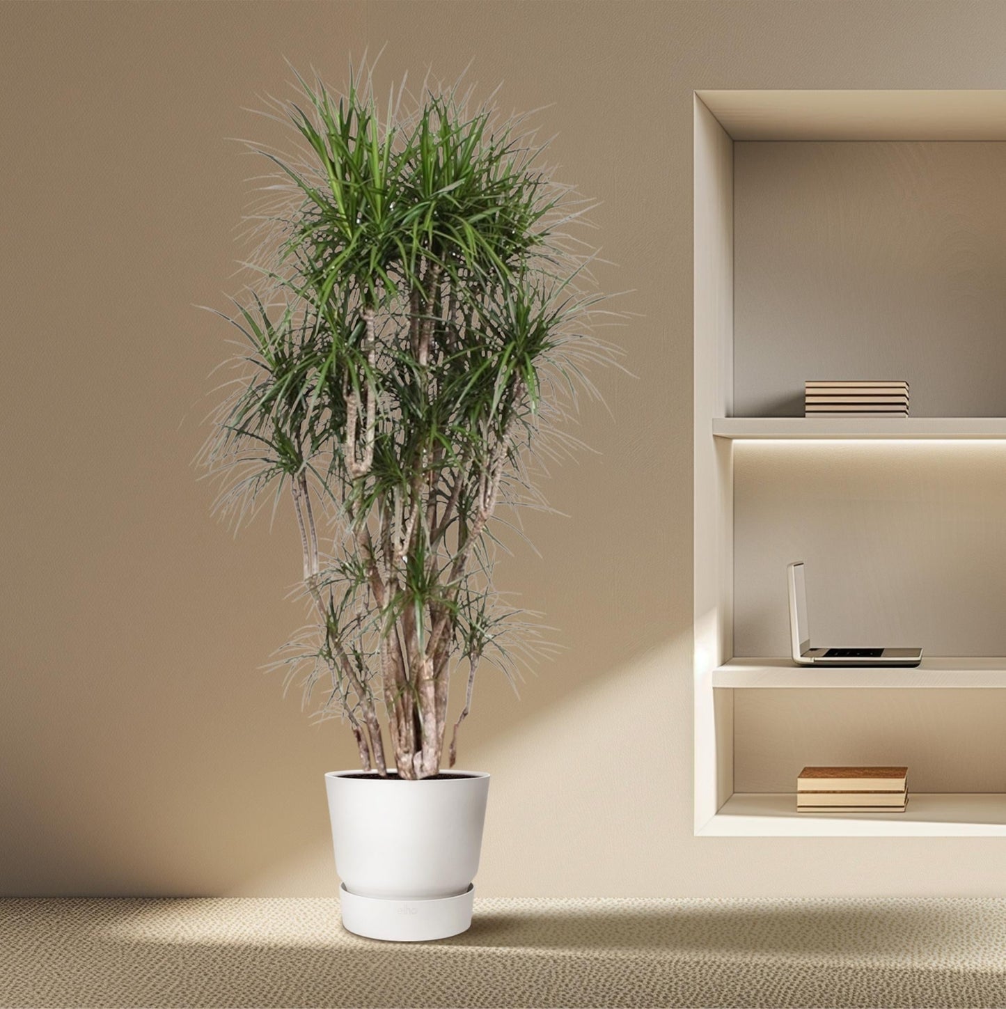 Dracaena Marginata vertakt - 220cm - ø40