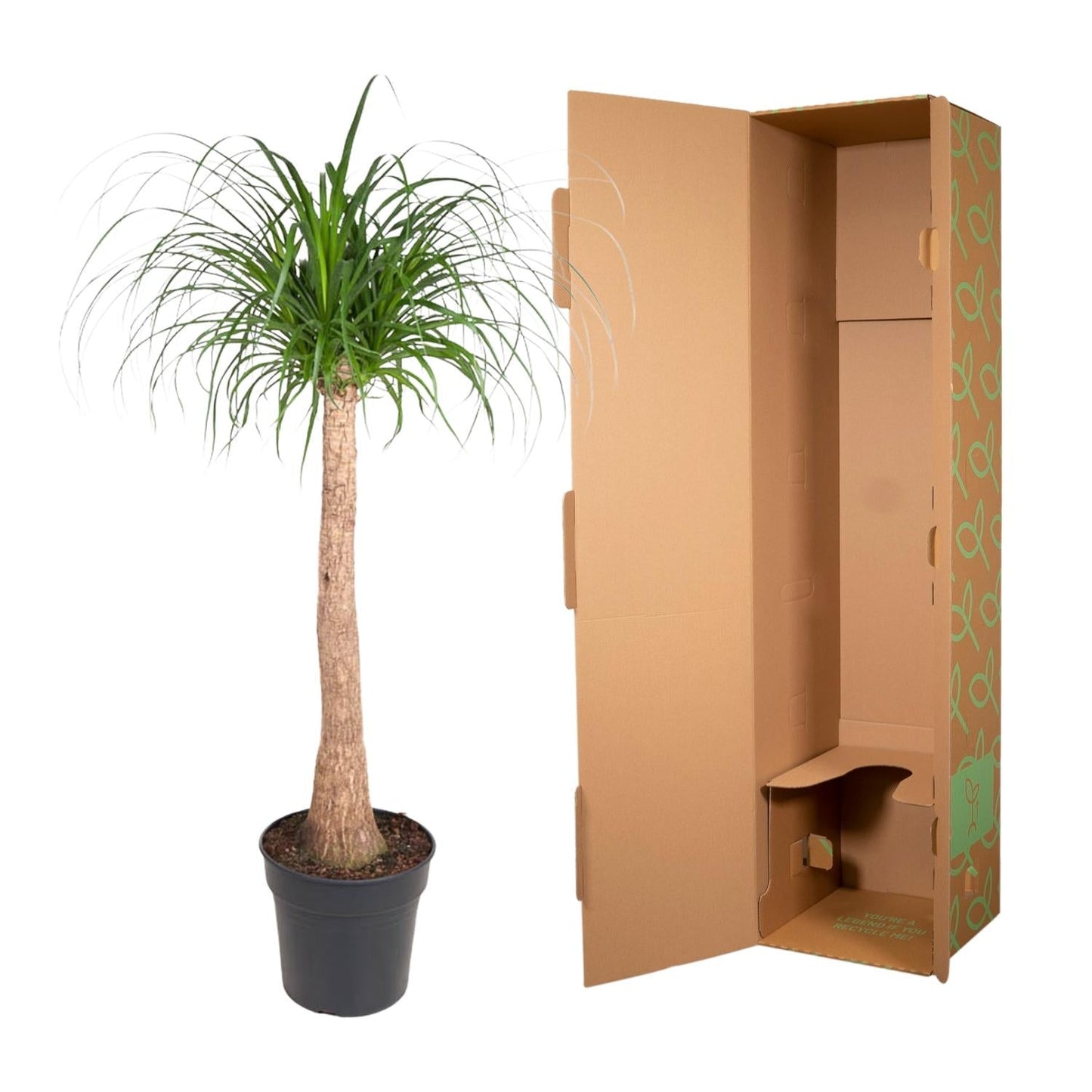 Beaucarnea stam - 120cm - ø32