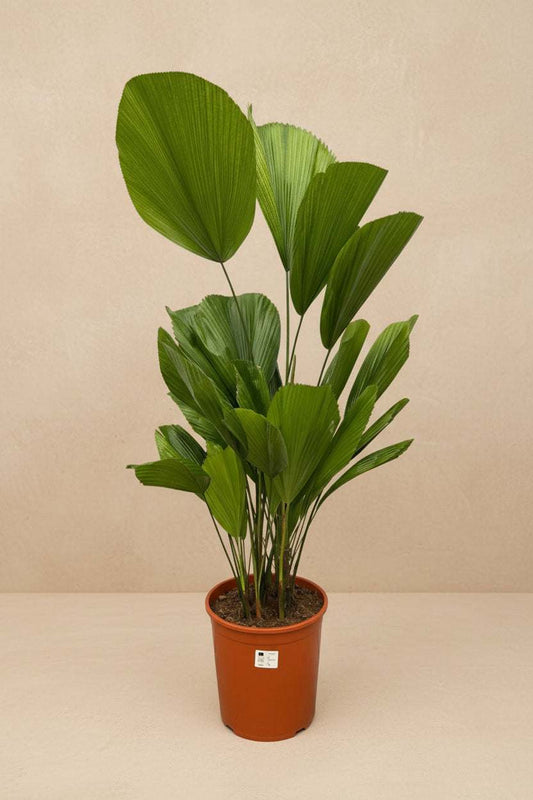 Licuala Grandis - 100 cm - ø19