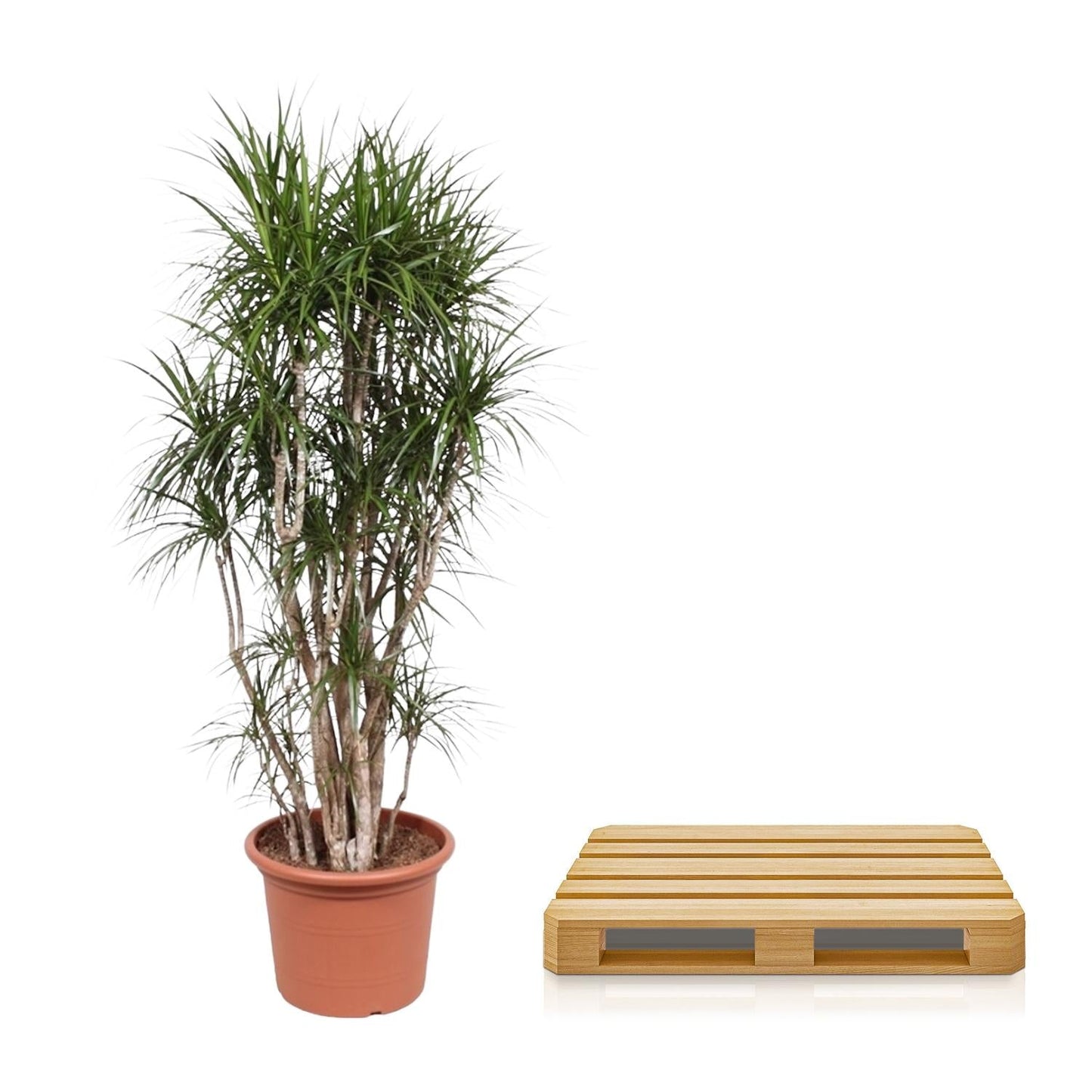 Dracaena Marginata vertakt - 220cm - ø40