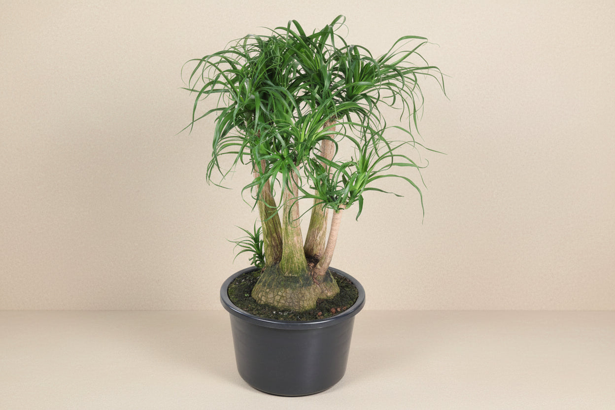 Beaucarnea vertakt - 110cm - ø41