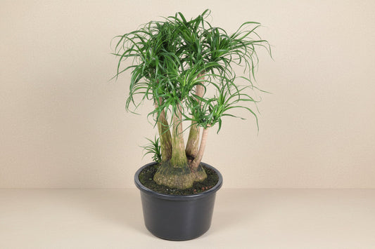 Beaucarnea vertakt - 110cm - ø41
