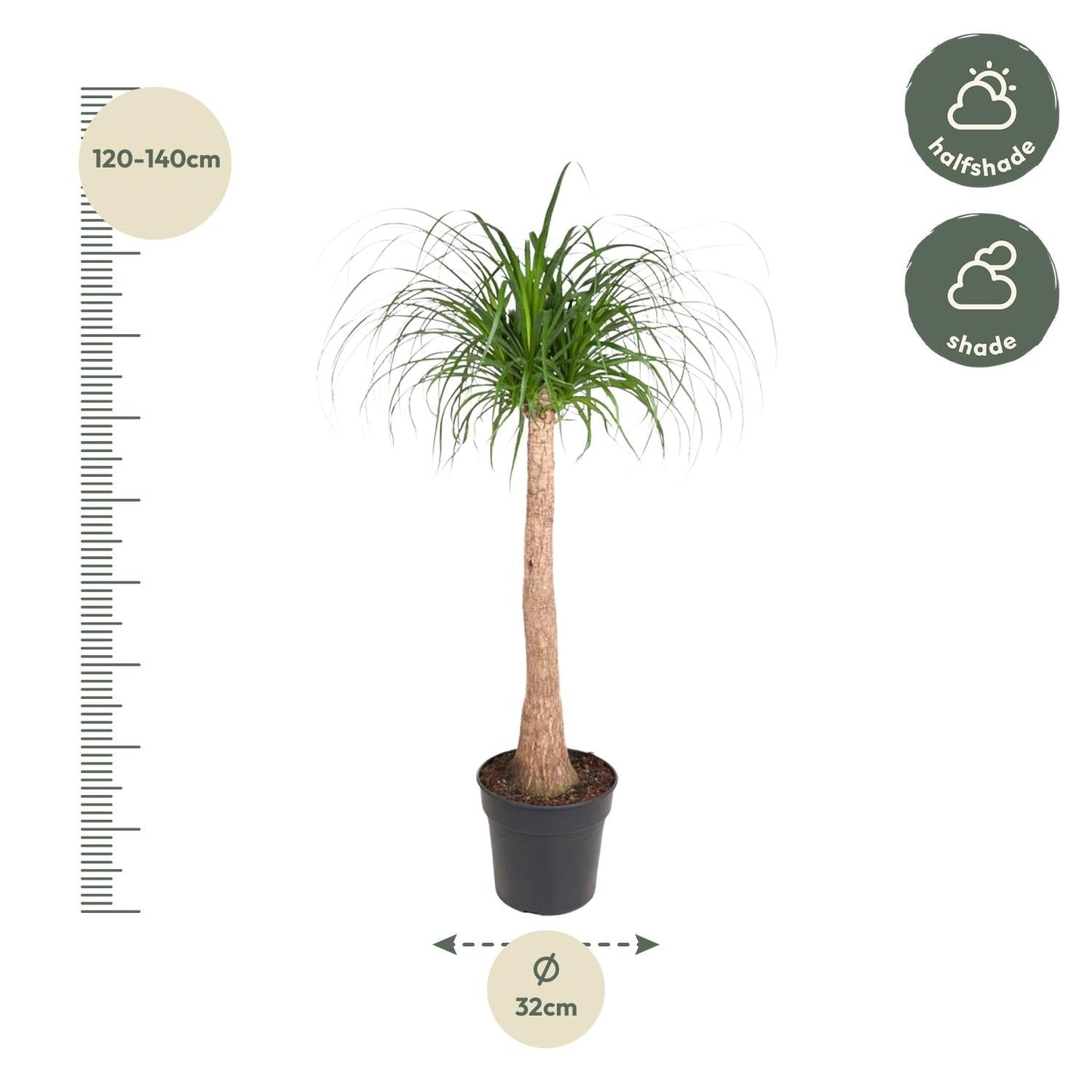 Beaucarnea stam - 120cm - ø32
