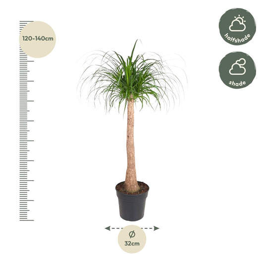Beaucarnea stam - 120cm - ø32