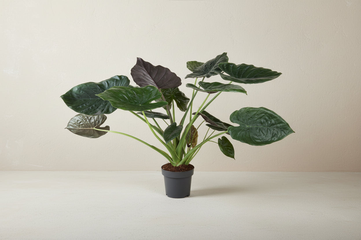 Alocasia Wentii - 120 cm - ø32