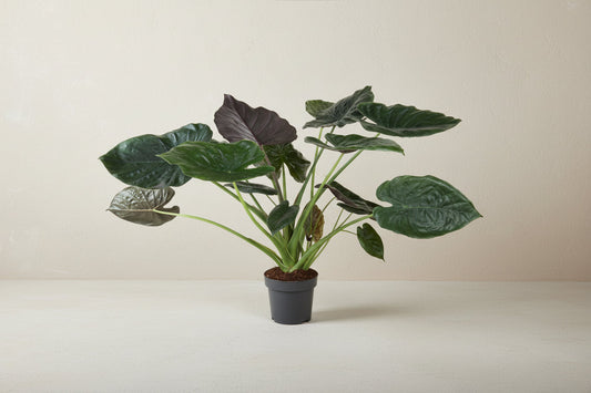 Alocasia Wentii - 120 cm - ø32