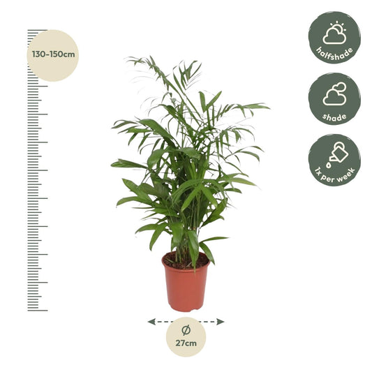 Chamaedorea Seifrizii - 140cm - ø27