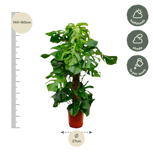 Monstera Deliciosa 150cm ø27