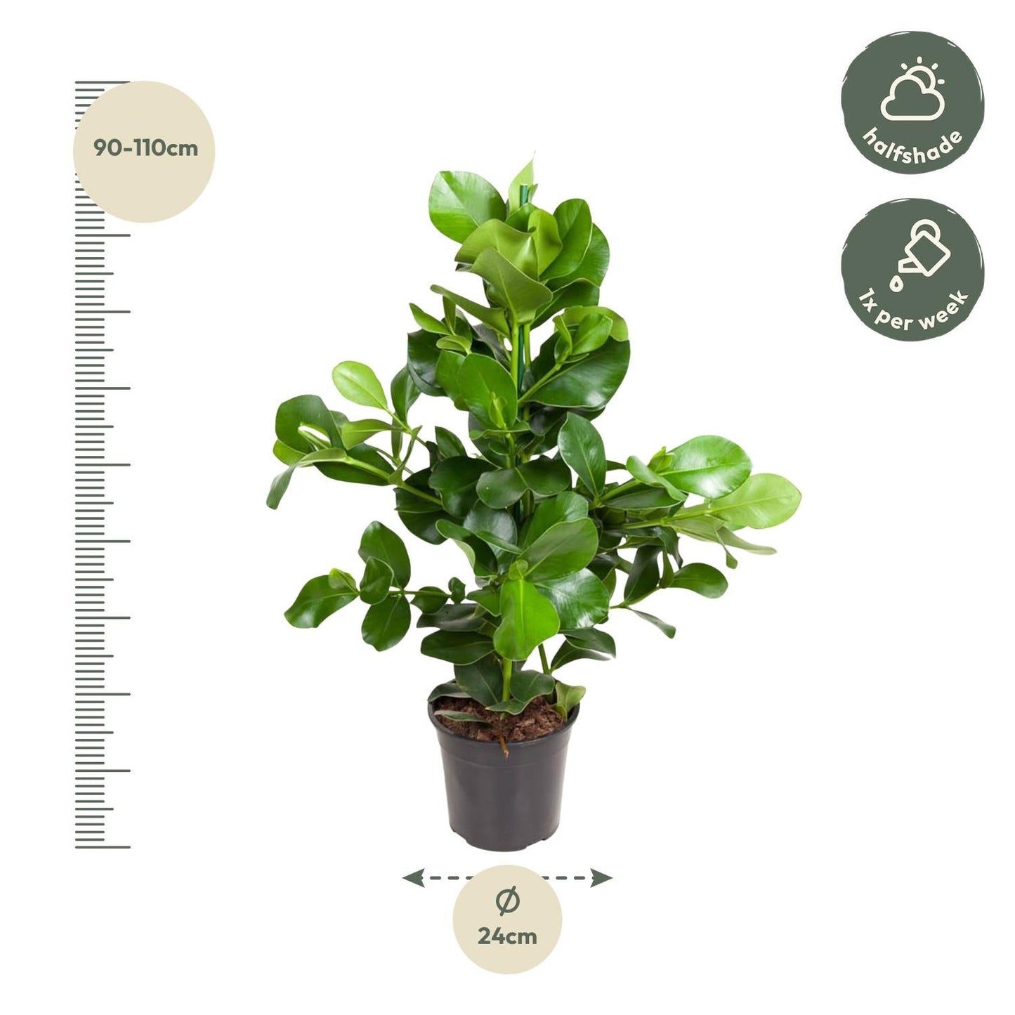 Clusia Rosea - 110cm - ø24