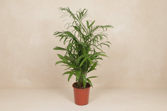 Chamaedorea Seifrizii - 140cm - ø27