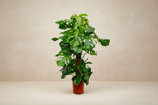 Monstera Deliciosa 150cm ø27