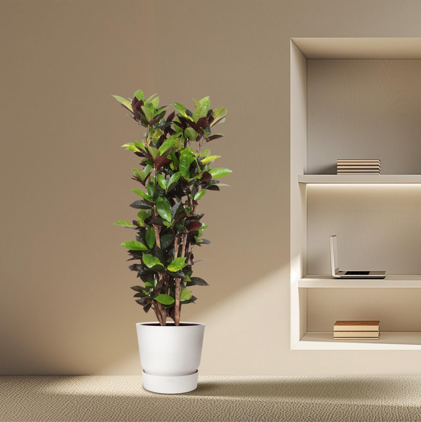 Codiaeum Iceton 190 cm - ø45