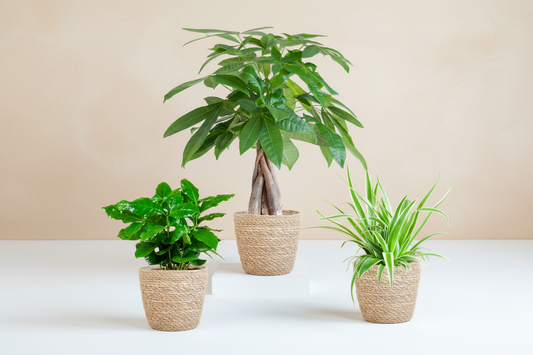 Diervriendelijke Plantenbox met mand