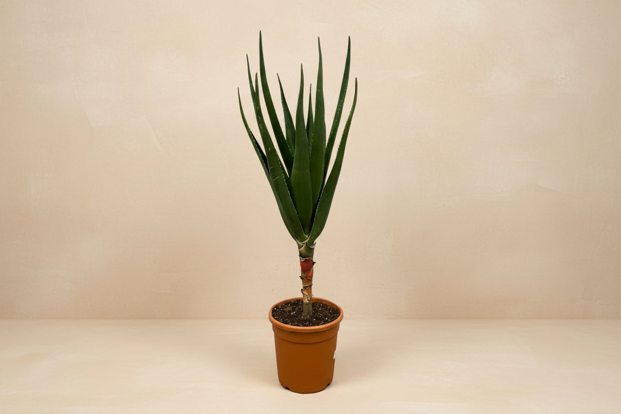 Aloë Barberae - 190cm - Ø30