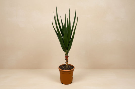 Aloë Barberae - 190cm - Ø30