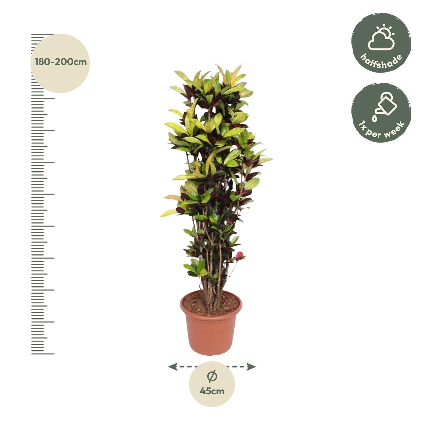 Codiaeum Iceton 190 cm - ø45
