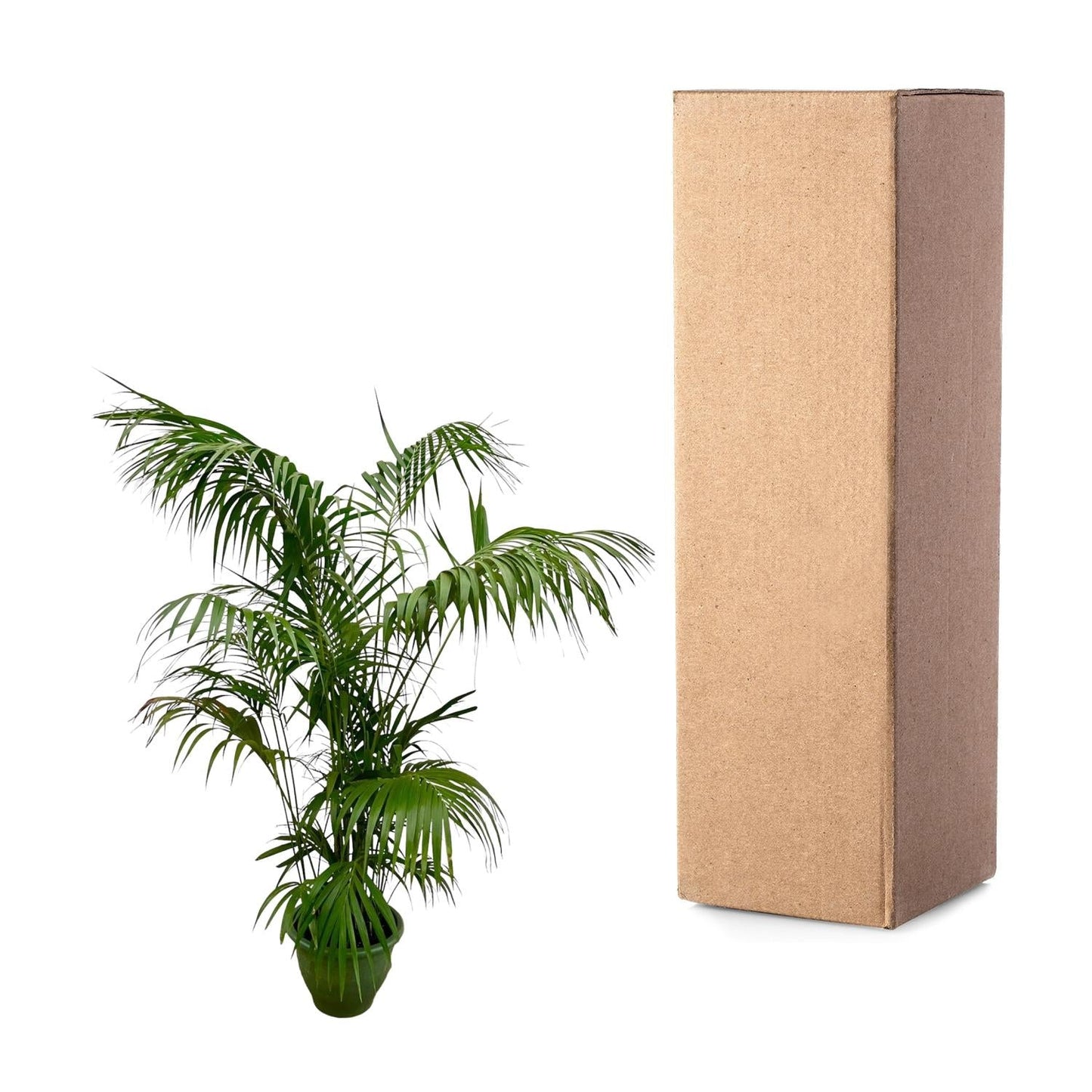 Kentia palm XXL - 260cm - ø35